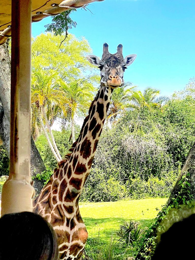 Giraffe on Kilimanjaro Safari