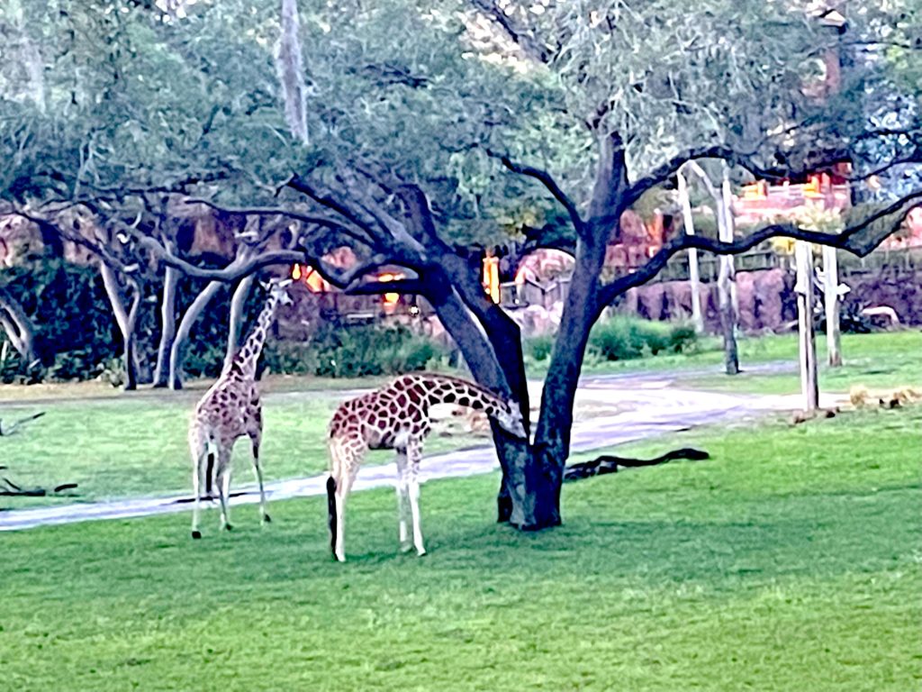 Two Giraffes at Animal Kingdom Lodge